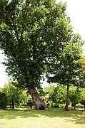 TFA_8873
