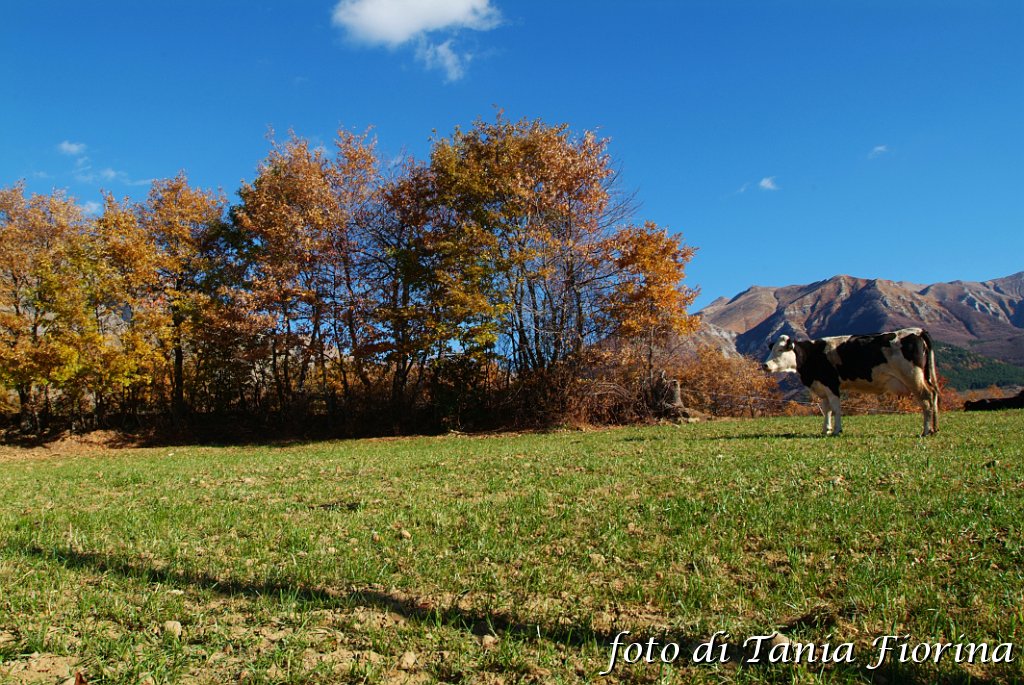 DSCF0313.JPG