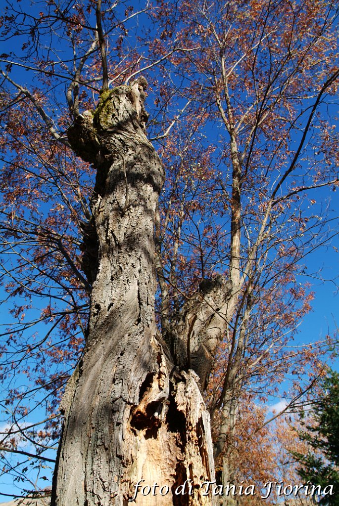 DSCF0326.JPG