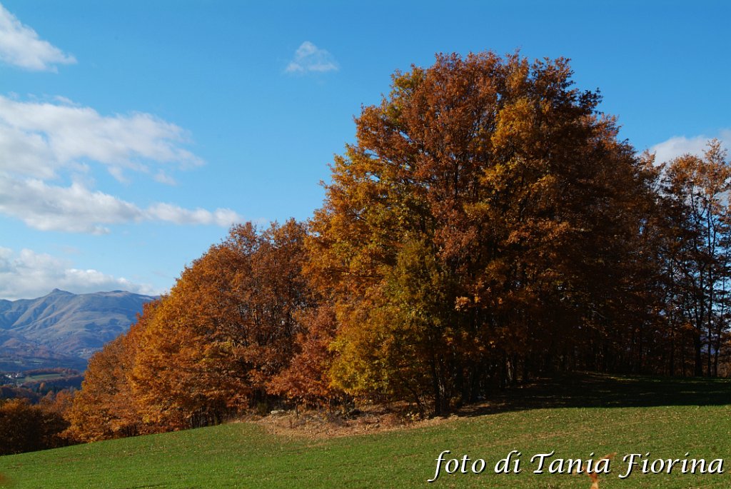 DSCF0350.JPG
