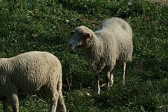 DSCF0242