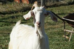DSCF0255