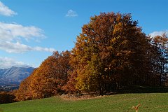 DSCF0350