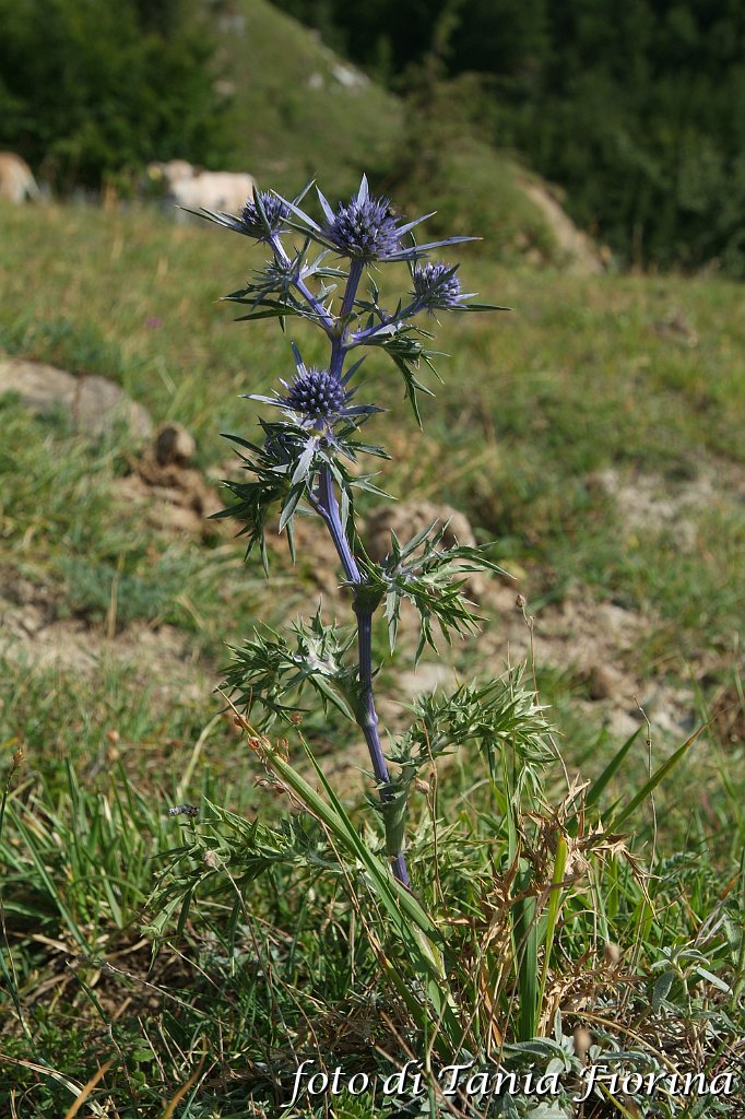 DSCF0320.JPG