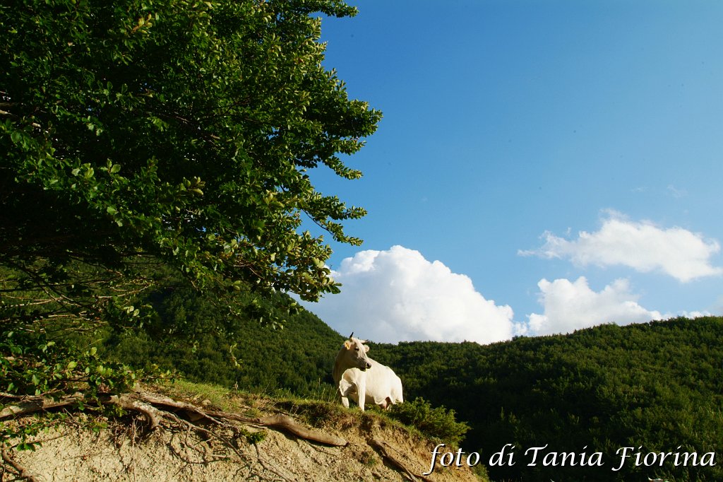 DSCF0385.JPG