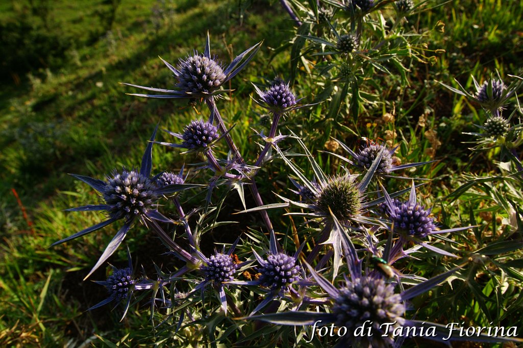 DSCF0395.JPG