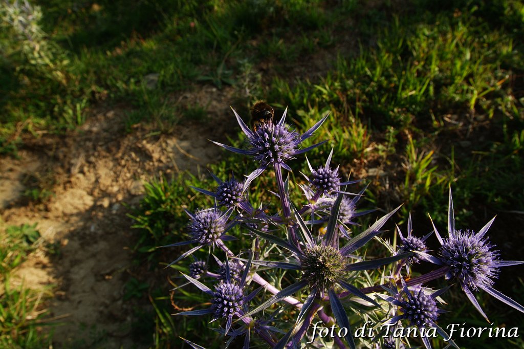DSCF0397.JPG