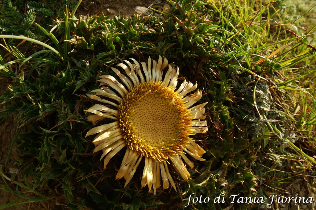 DSCF0403.JPG