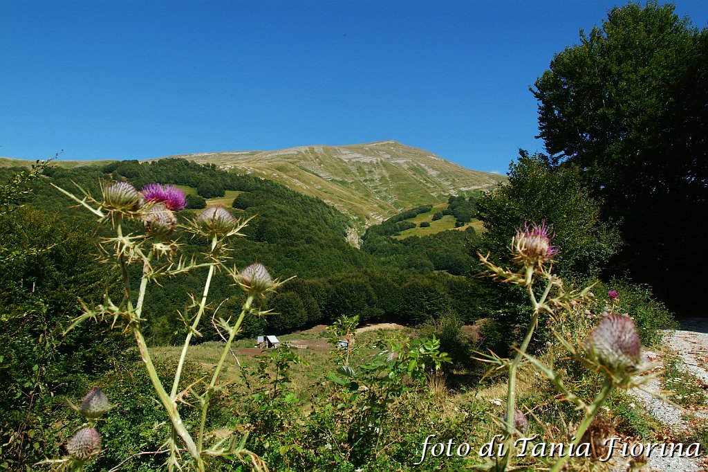 DSCF0511.JPG