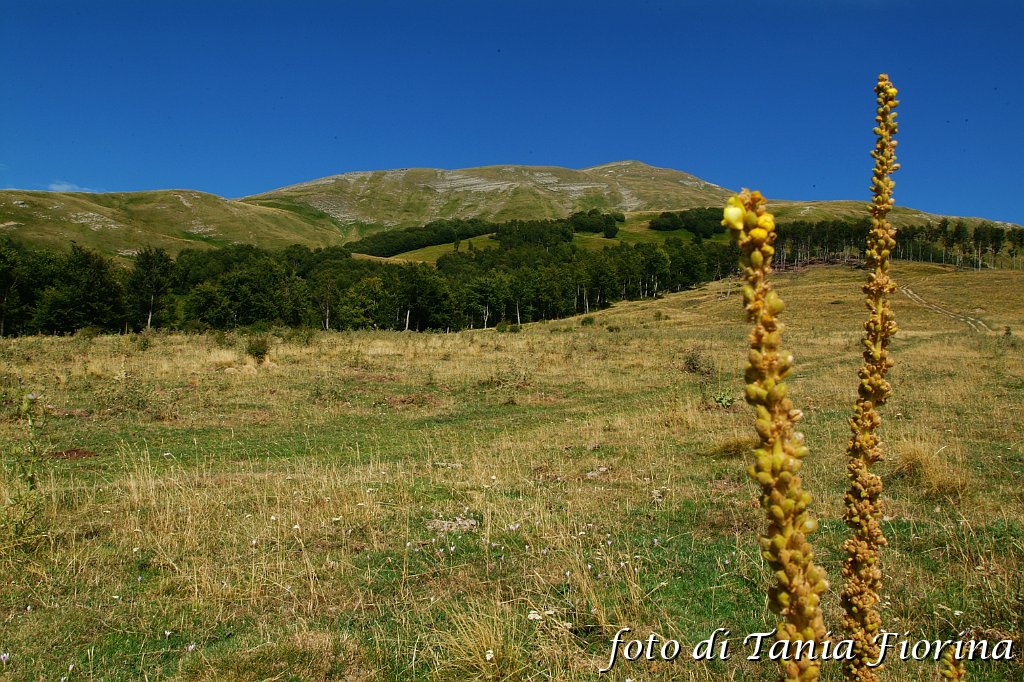 DSCF0520.JPG