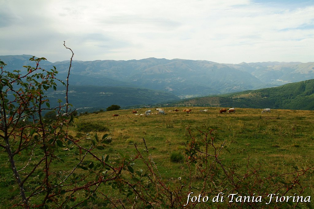 DSCF0531.JPG