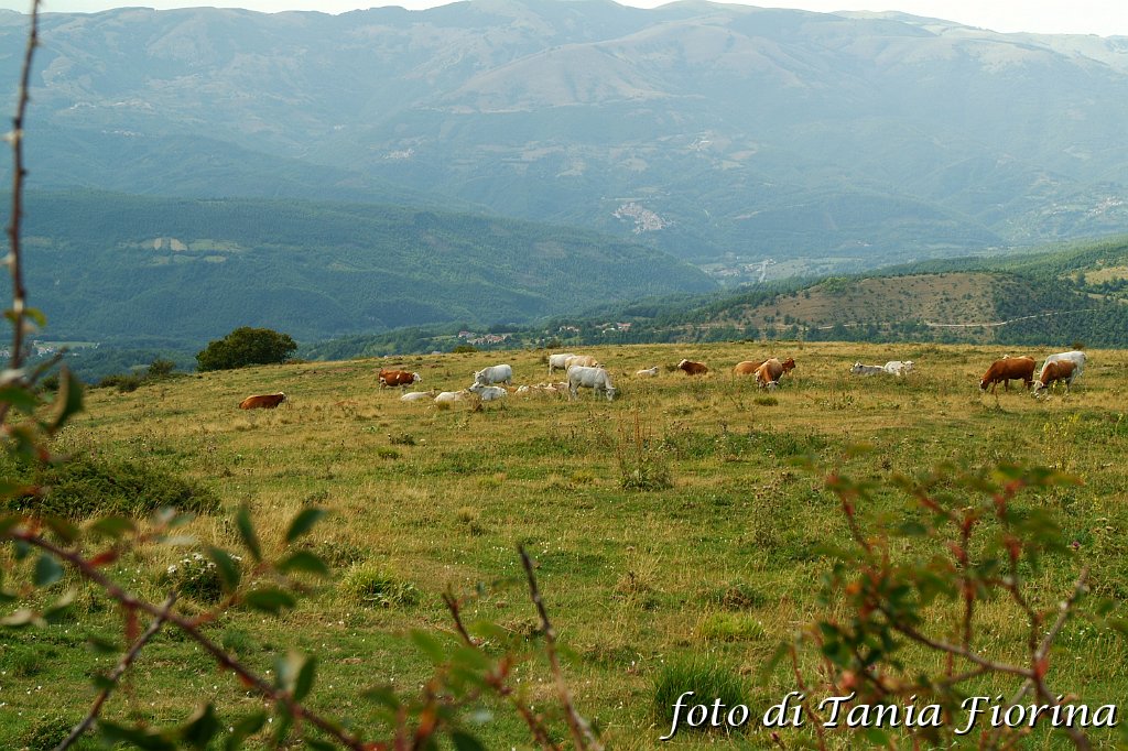 DSCF0533.JPG