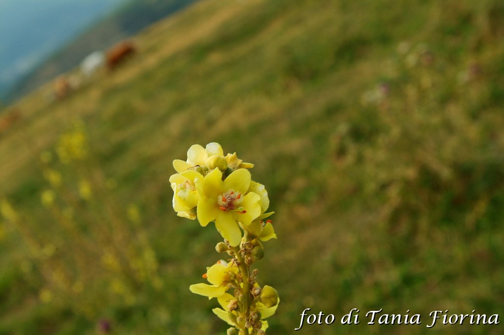 DSCF0534.JPG