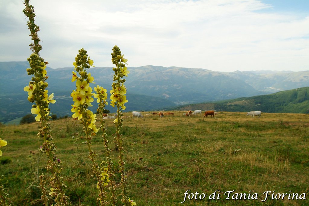 DSCF0535.JPG