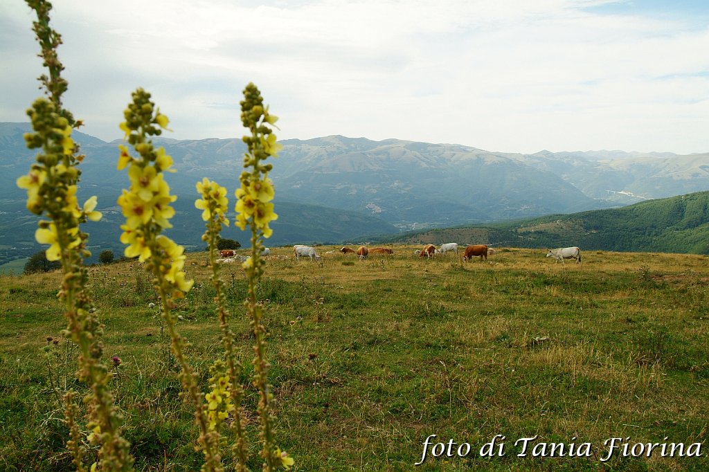 DSCF0536.JPG