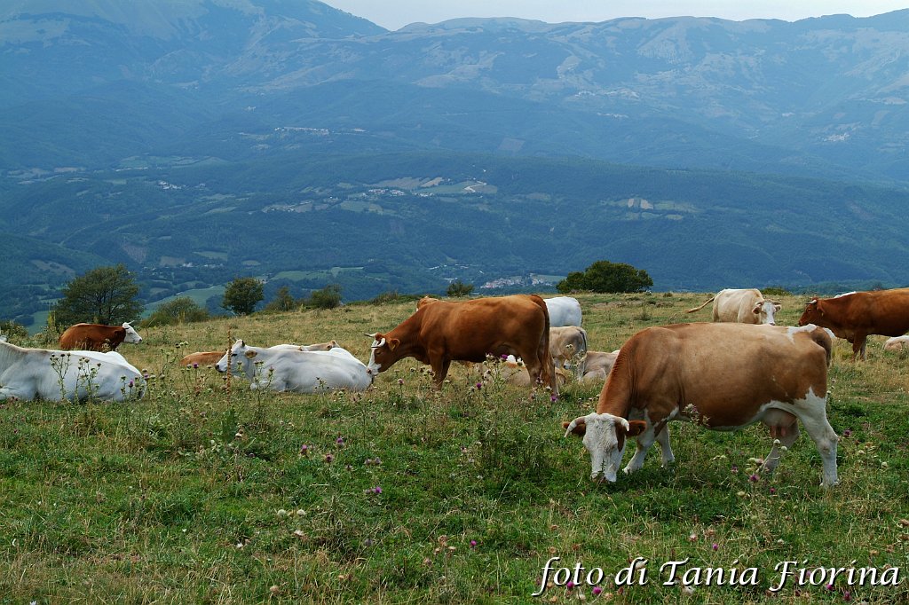 DSCF0539.JPG