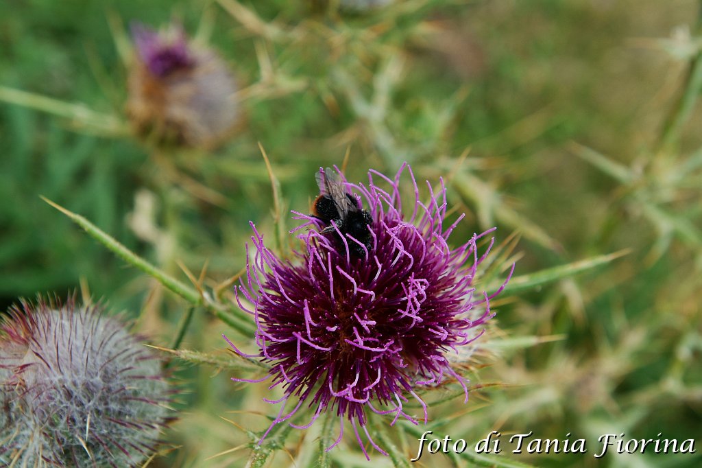 DSCF0553.JPG
