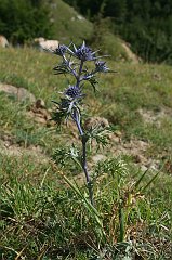 DSCF0320