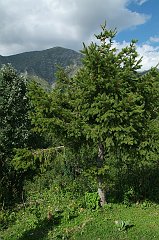 DSCF0334