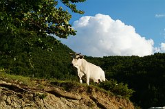 DSCF0386
