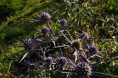 DSCF0395
