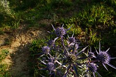 DSCF0397