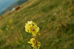 DSCF0534