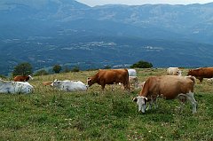 DSCF0539