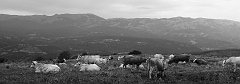 DSCF0541