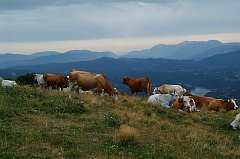 DSCF0549